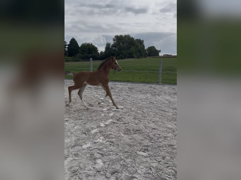 Sportivo Tedesco / Sportivo della Germania Stallone Puledri (06/2025) Baio in Brahmenau