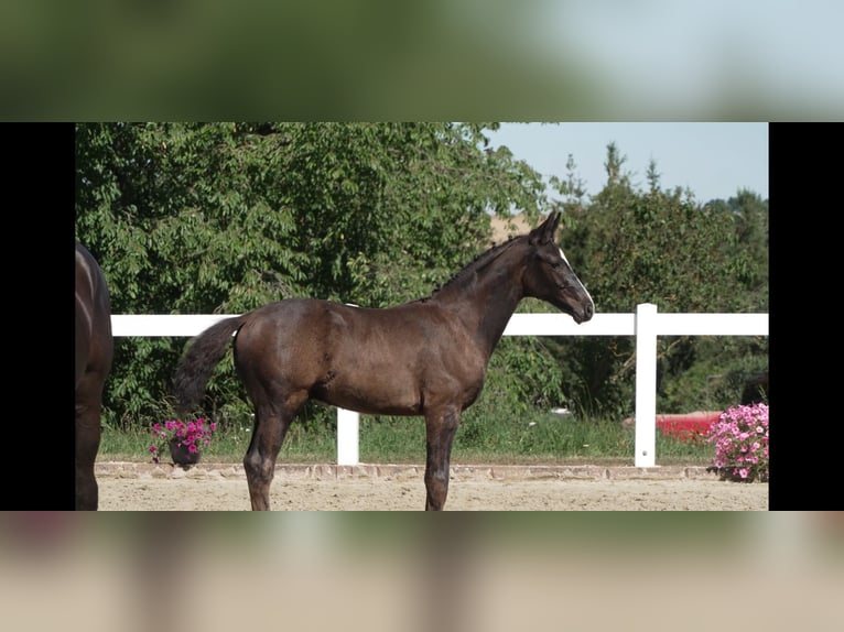 Sportivo Tedesco / Sportivo della Germania Stallone Puledri (05/2026) Baio nero in Cauerwitz