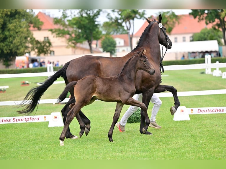 Sportivo Tedesco / Sportivo della Germania Stallone Puledri (05/2026) Baio nero in Schönebeck (Elbe)