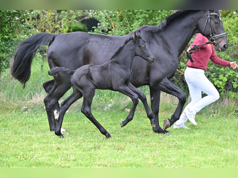 Sportivo Tedesco / Sportivo della Germania Stallone Puledri (05/2026) Baio nero in Schönwalde-Glien