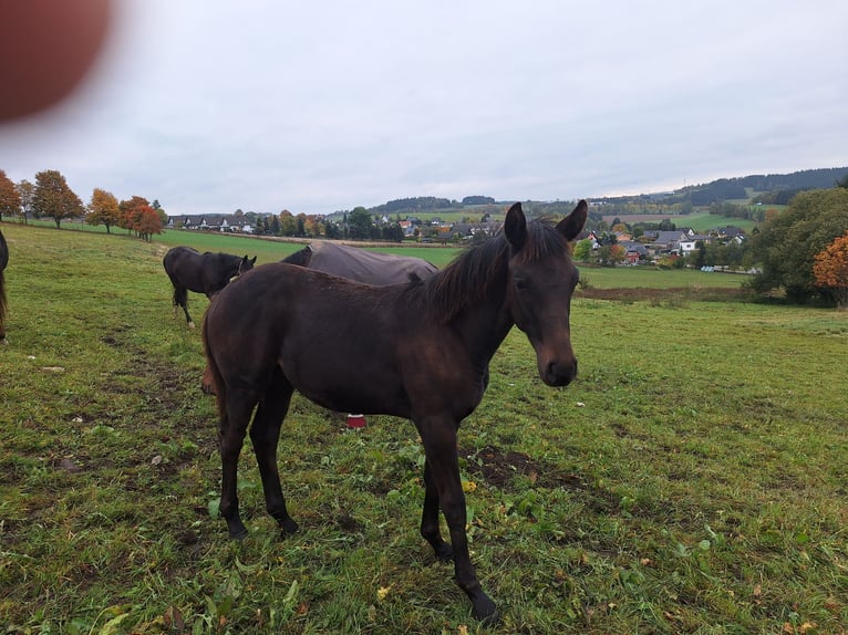 Sportivo Tedesco / Sportivo della Germania Stallone Puledri (04/2025) Baio scuro in Elterlein/ Schwarzbach