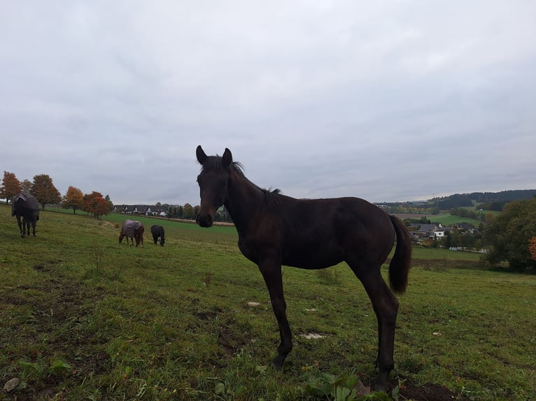 Sportivo Tedesco / Sportivo della Germania Stallone Puledri (04/2025) Baio scuro in Elterlein/ Schwarzbach