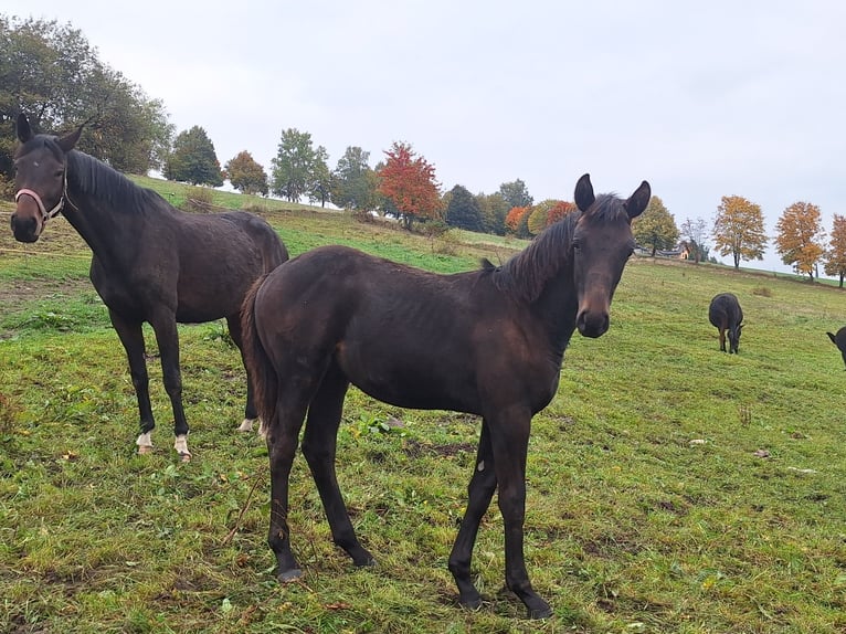 Sportivo Tedesco / Sportivo della Germania Stallone Puledri (04/2025) Baio scuro in Elterlein/ Schwarzbach