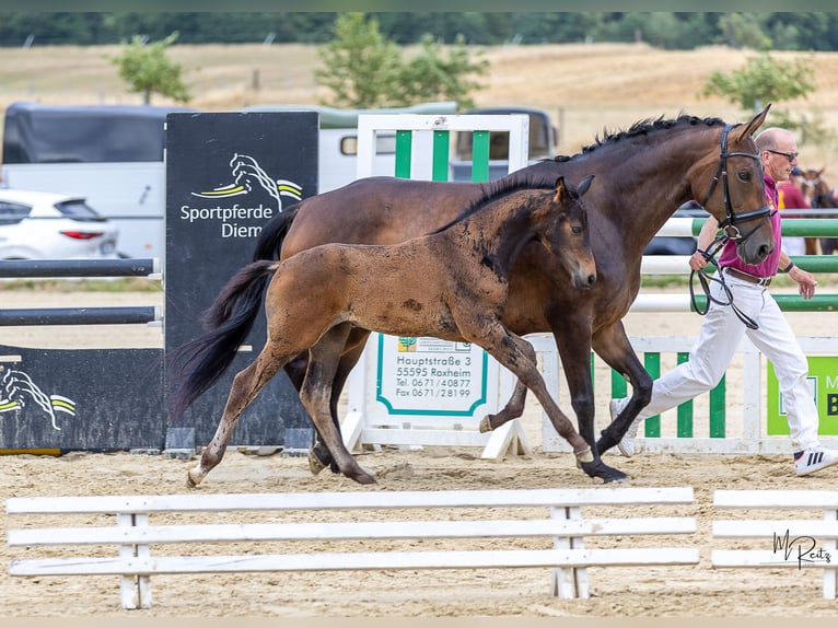 Sportivo Tedesco / Sportivo della Germania Stallone Puledri (05/2026) Baio scuro in Sommerloch