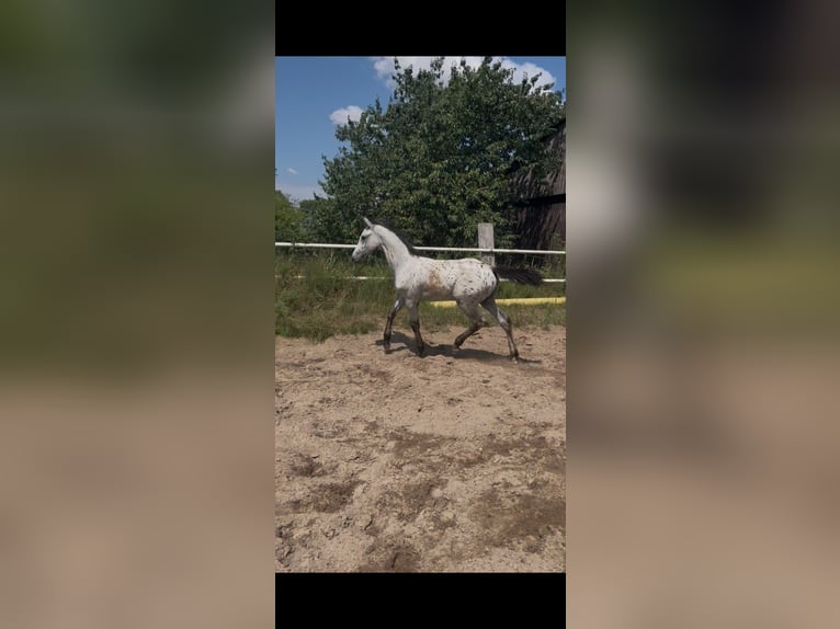 Sportivo Tedesco / Sportivo della Germania Stallone Puledri (04/2026) Leopard in Heilshoop