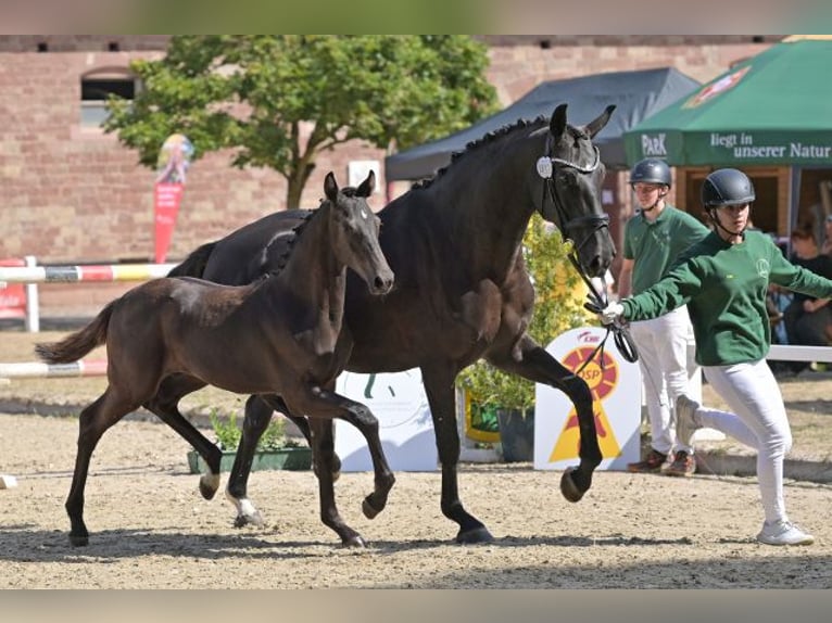 Sportivo Tedesco / Sportivo della Germania Stallone Puledri (04/2026) Morello in Börrstadt