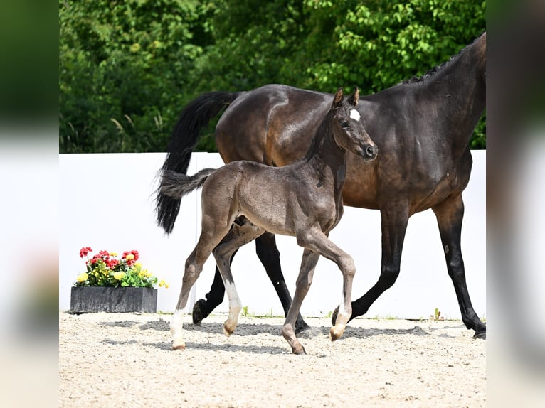 Sportivo Tedesco / Sportivo della Germania Stallone  Morello in R&#xF6;merstein