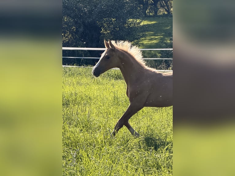 Sportivo Tedesco / Sportivo della Germania Stallone Puledri (06/2026) Palomino in Recklinghausen
