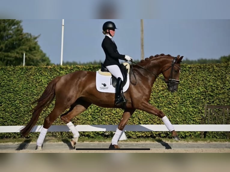 Sportivo Tedesco / Sportivo della Germania Stallone Puledri (05/2026) Può diventare grigio in MietingenMietingen