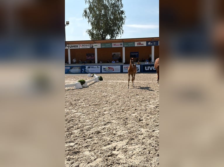 Sportivo Tedesco / Sportivo della Germania Stallone Puledri (05/2026) Sauro in Lorch