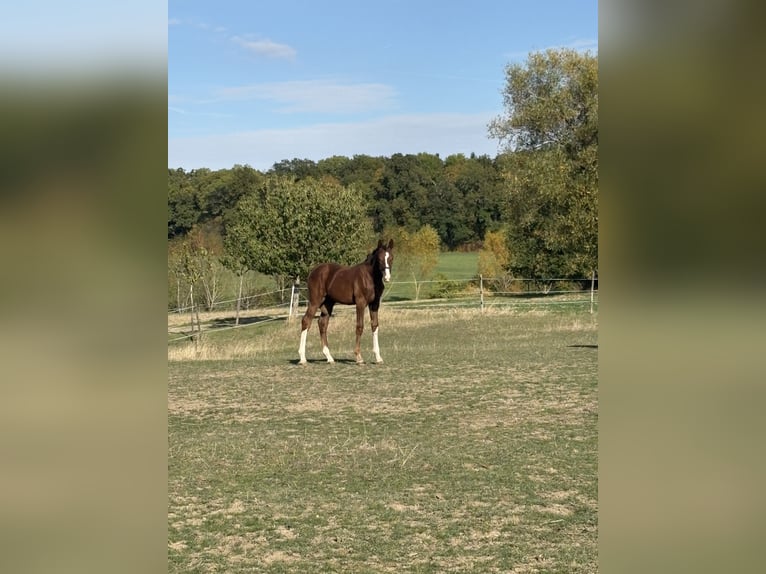 Sportivo Tedesco / Sportivo della Germania Stallone Puledri (04/2026) Sauro scuro in Schrozberg