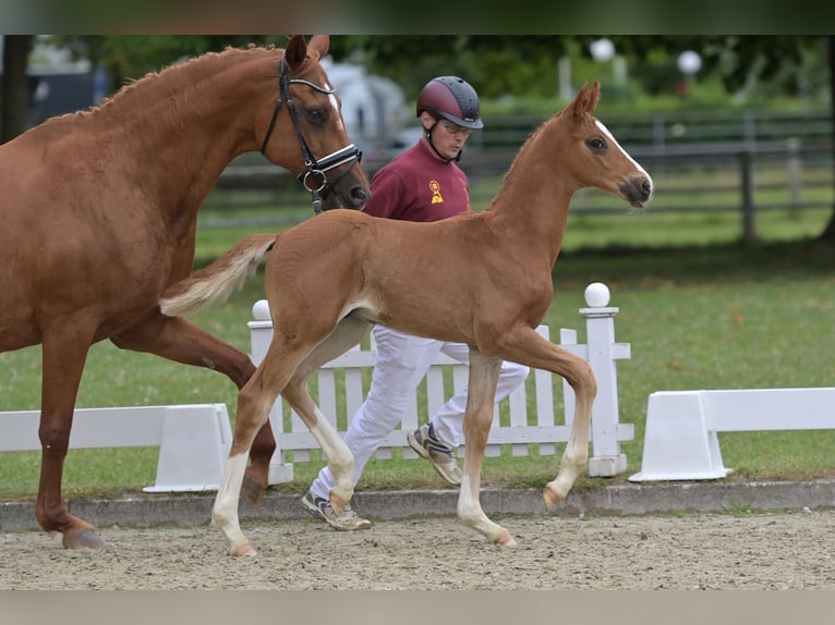 Sportivo Tedesco / Sportivo della Germania Stallone Puledri (04/2026) Sauro scuro in Standenbühl