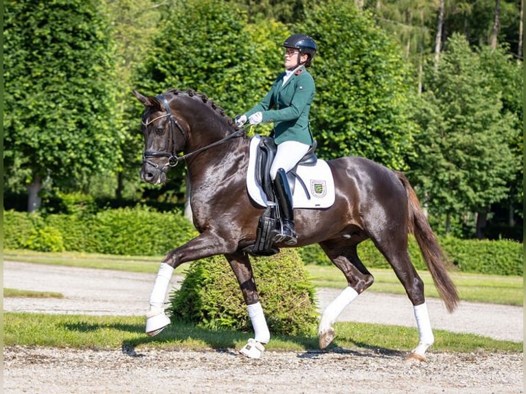 Sportivo Tedesco / Sportivo della Germania Stallone Sauro scuro in Moritzburg