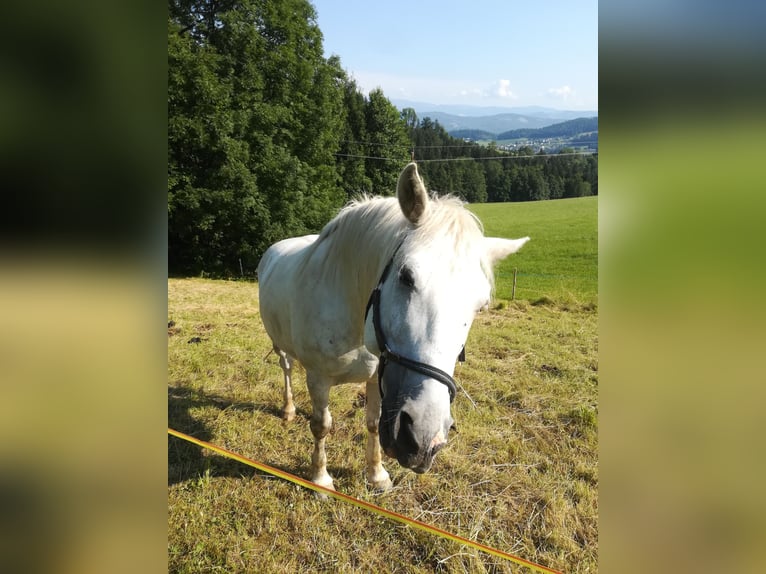 Sportivo Ungherese / Sportivo dell'Ungheria Castrone 13 Anni 150 cm Grigio in EDELSCHROTT