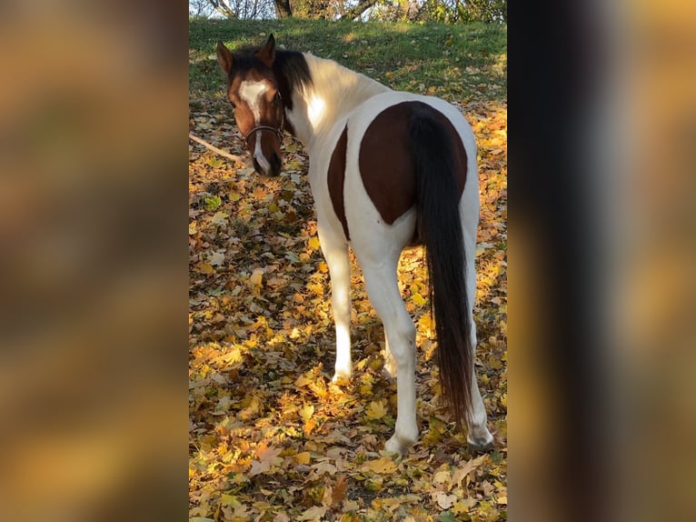 Sportivo Ungherese / Sportivo dell'Ungheria Mix Castrone 4 Anni 143 cm Pezzato in Matzersdorf