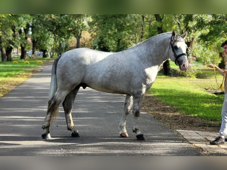 Sportivo Ungherese / Sportivo dell'Ungheria Mix Castrone 4 Anni 160 cm Grigio pezzato in Bekescaba