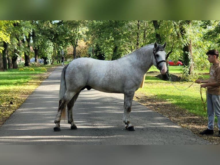 Sportivo Ungherese / Sportivo dell'Ungheria Mix Castrone 4 Anni 160 cm Grigio pezzato in Bekescaba