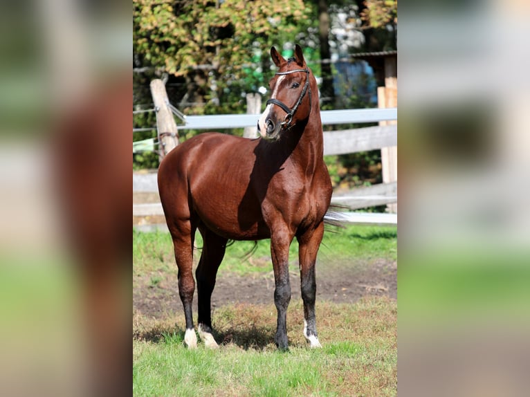 Sportivo Ungherese / Sportivo dell'Ungheria Castrone 4 Anni 170 cm Baio ciliegia in Győr