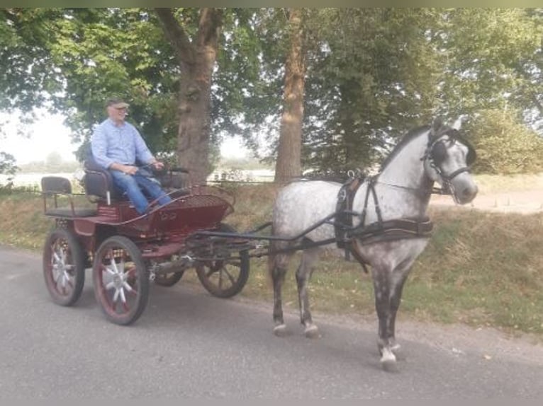 Sportivo Ungherese / Sportivo dell'Ungheria Castrone 5 Anni 147 cm Grigio pezzato in S&#xFC;derl&#xFC;gum