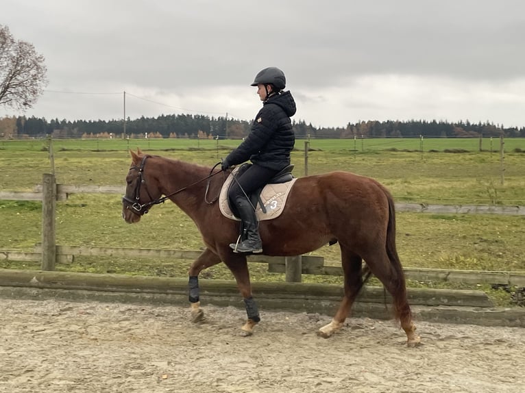 Sportivo Ungherese / Sportivo dell'Ungheria Castrone 6 Anni 150 cm Sauro scuro in Hohenthann