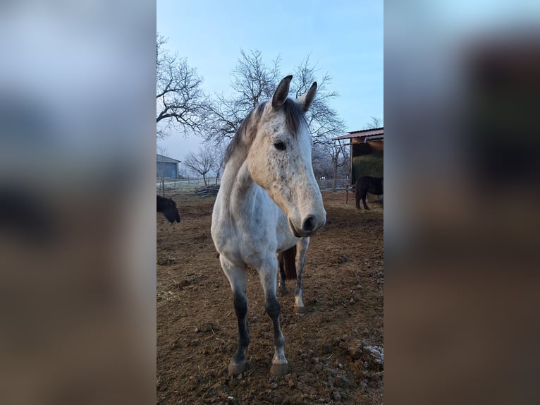 Sportivo Ungherese / Sportivo dell'Ungheria Mix Castrone 7 Anni 165 cm Grigio trotinato in Loipersbach im Burgenland