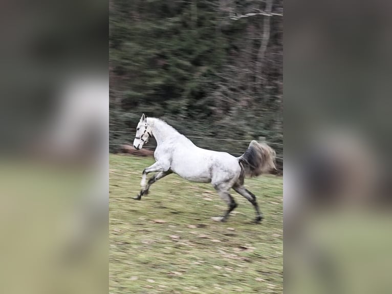 Sportivo Ungherese / Sportivo dell'Ungheria Mix Castrone 7 Anni 165 cm Grigio trotinato in Loipersbach im Burgenland