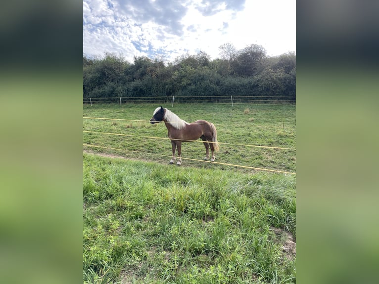 Sportivo Ungherese / Sportivo dell'Ungheria Castrone 8 Anni 148 cm Baio in Duderstadt