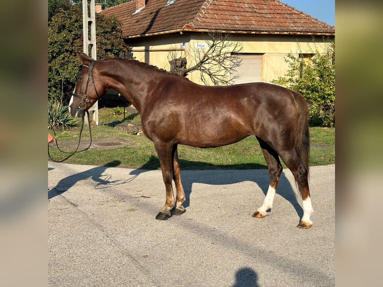 Sportivo Ungherese / Sportivo dell'Ungheria Mix Castrone 8 Anni 148 cm Sauro scuro in Matzersdorf