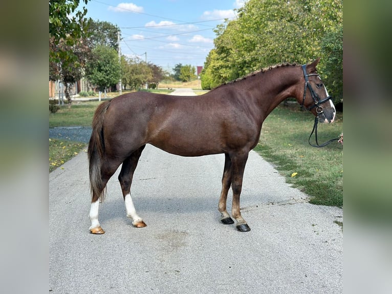 Sportivo Ungherese / Sportivo dell'Ungheria Mix Castrone 8 Anni 148 cm Sauro scuro in Matzersdorf