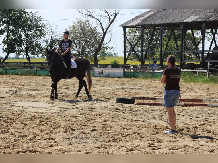 Sportivo Ungherese / Sportivo dell'Ungheria Mix Castrone 9 Anni 165 cm Grigio ferro in Lutzmannsburg