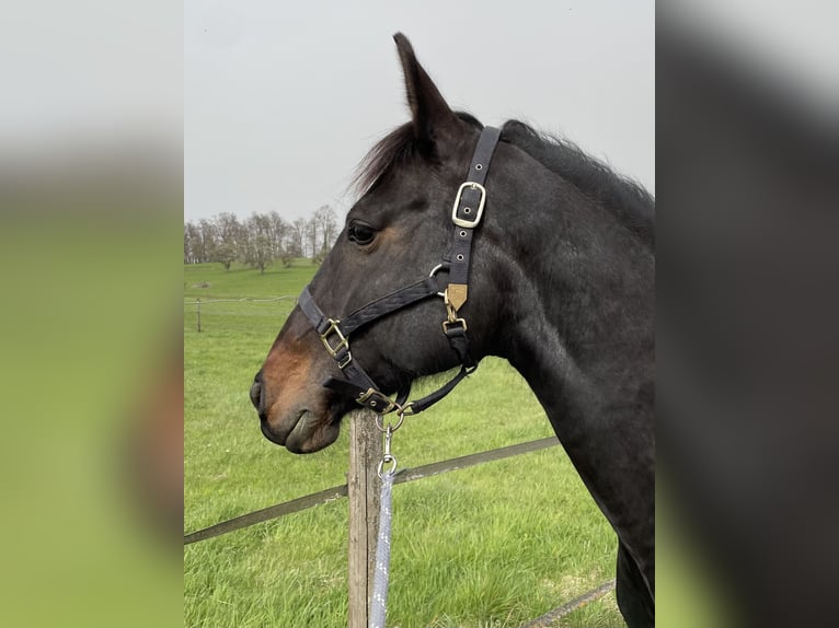 Sportivo Ungherese / Sportivo dell'Ungheria Mix Giumenta 12 Anni 149 cm Baio nero in Konstanz