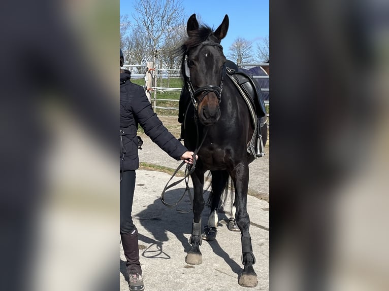 Sportivo Ungherese / Sportivo dell'Ungheria Mix Giumenta 12 Anni 149 cm Baio nero in Konstanz