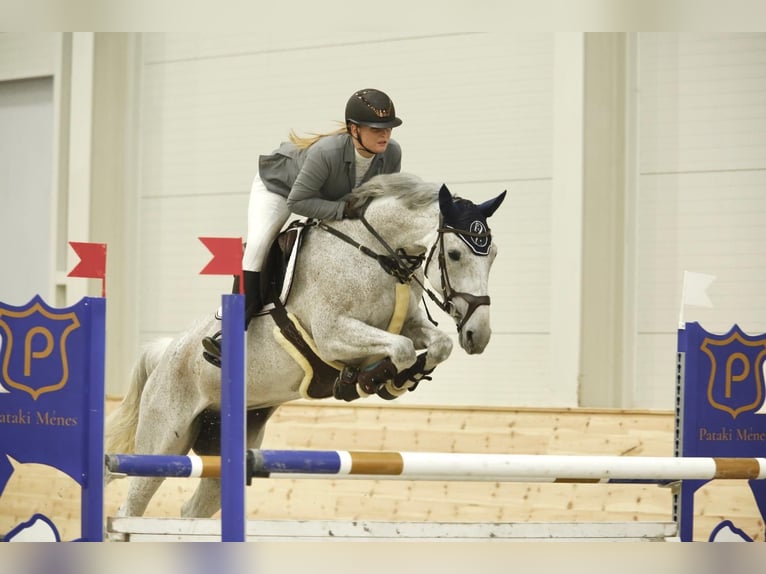 Sportivo Ungherese / Sportivo dell'Ungheria Giumenta 12 Anni 164 cm Grigio in Békéscsaba