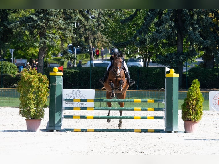 Sportivo Ungherese / Sportivo dell'Ungheria Giumenta 13 Anni 170 cm Baio in Pannonhalma