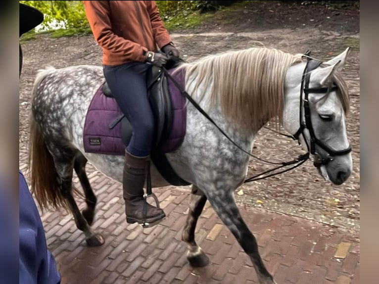 Sportivo Ungherese / Sportivo dell'Ungheria Mix Giumenta 8 Anni 145 cm Leardo in Oldenzaal