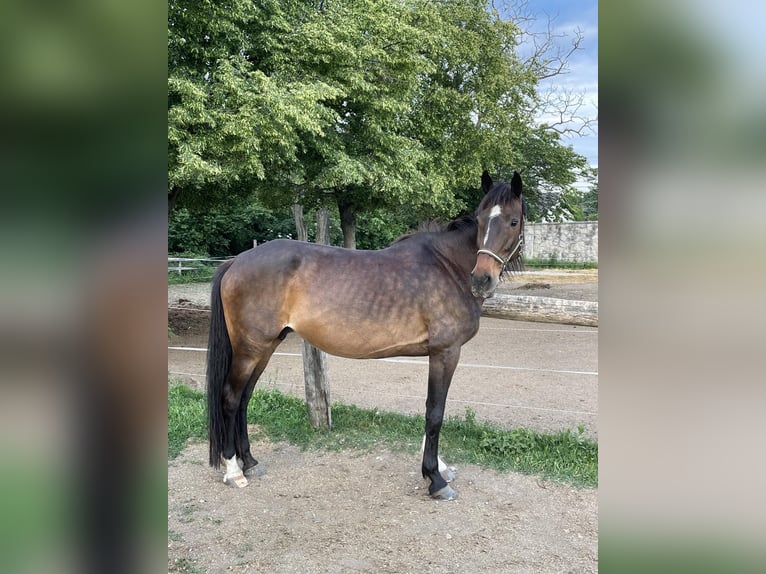 Sportivo Ungherese / Sportivo dell'Ungheria Stallone 1 Anno 142 cm Baio chiaro in Székesfehérvár