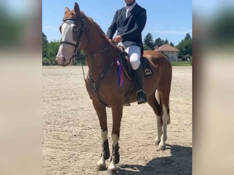 Sportivo Ungherese / Sportivo dell'Ungheria Castrone 10 Anni 160 cm Baio ciliegia in Sződ