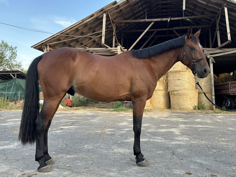 Sportivo Ungherese / Sportivo dell'Ungheria Castrone 10 Anni 163 cm Baio ciliegia in &#xDC;ll&#x151;