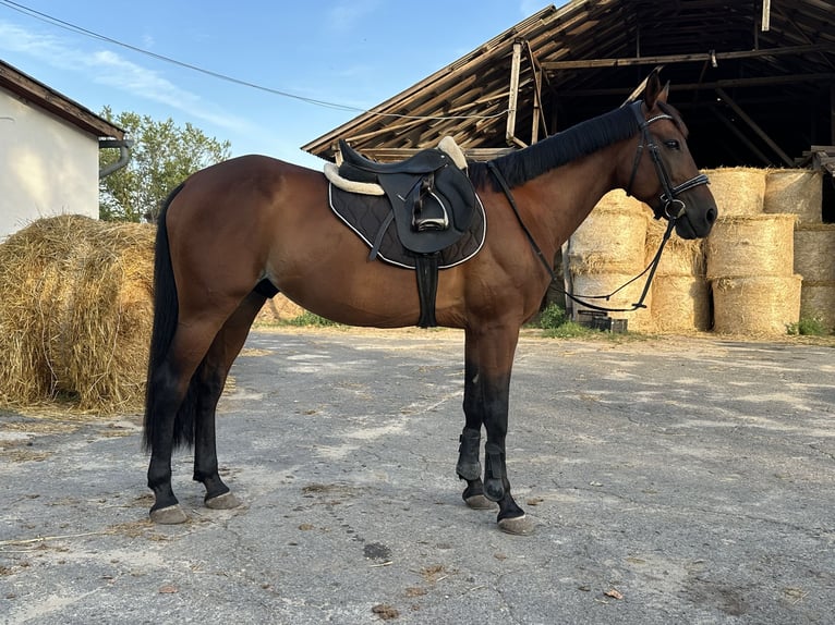 Sportivo Ungherese / Sportivo dell'Ungheria Castrone 10 Anni 163 cm Baio ciliegia in &#xDC;ll&#x151;