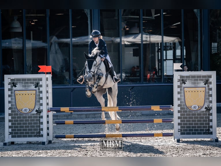 Sportivo Ungherese / Sportivo dell'Ungheria Castrone 10 Anni 167 cm Grigio in Pieleşti