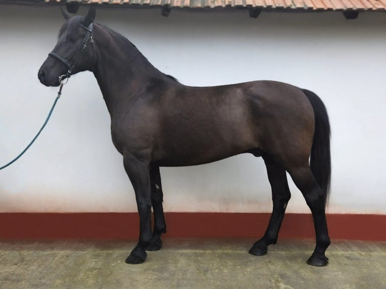 Sportivo Ungherese / Sportivo dell'Ungheria Castrone 10 Anni 168 cm Morello in Békés