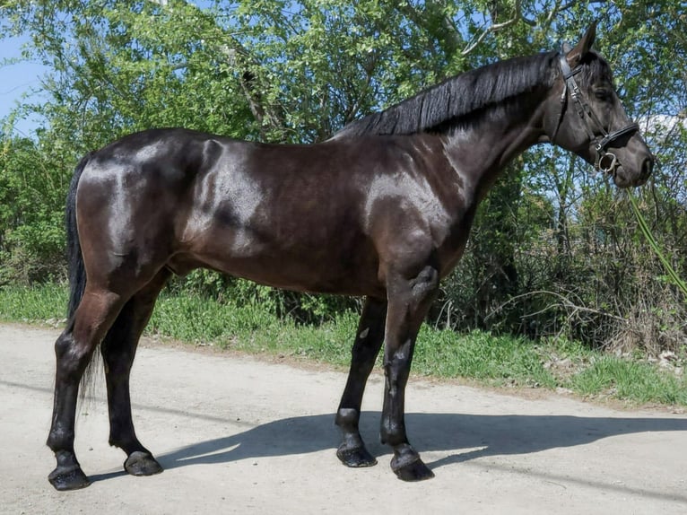 Sportivo Ungherese / Sportivo dell'Ungheria Castrone 10 Anni 168 cm Morello in Békés