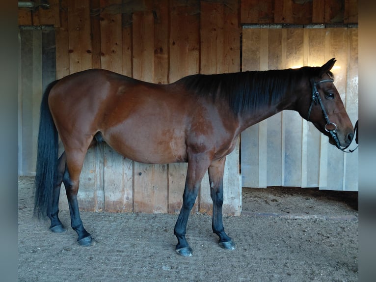 Sportivo Ungherese / Sportivo dell'Ungheria Castrone 11 Anni 160 cm Baio in Immenstadt im Allgäu
