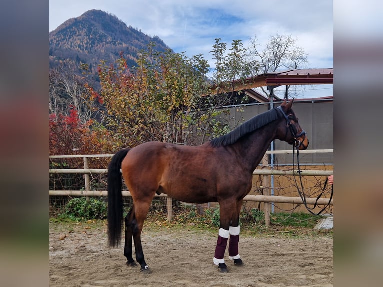 Sportivo Ungherese / Sportivo dell'Ungheria Castrone 11 Anni 163 cm Baio in Gummern
