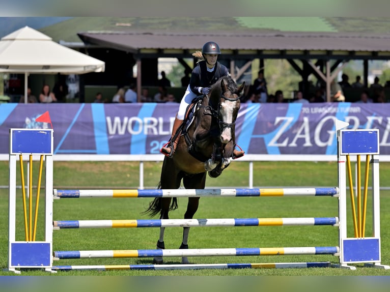 Sportivo Ungherese / Sportivo dell'Ungheria Castrone 11 Anni 170 cm Baio scuro in Zagreb