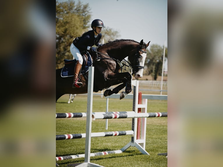 Sportivo Ungherese / Sportivo dell'Ungheria Castrone 11 Anni 170 cm Baio scuro in Zagreb