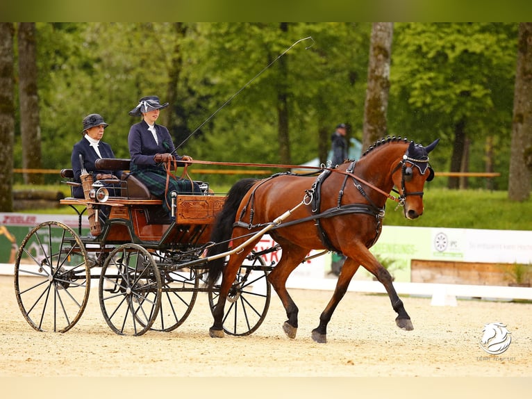 Sportivo Ungherese / Sportivo dell'Ungheria Castrone 11 Anni 173 cm Baio in Breitenfurt bei Wien