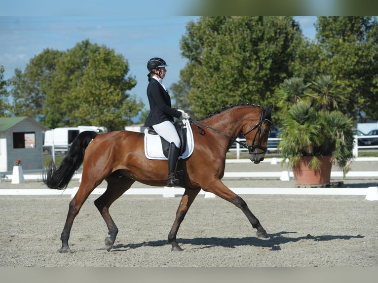 Sportivo Ungherese / Sportivo dell'Ungheria Castrone 11 Anni 173 cm Baio in Breitenfurt bei Wien