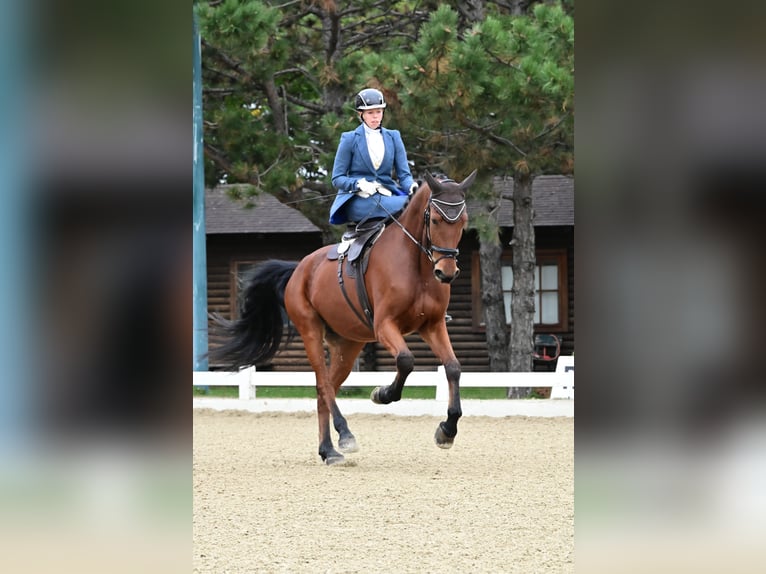 Sportivo Ungherese / Sportivo dell'Ungheria Castrone 11 Anni 173 cm Baio in Breitenfurt bei Wien