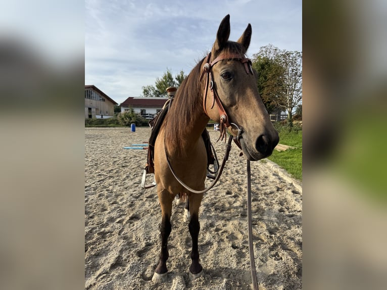 Sportivo Ungherese / Sportivo dell'Ungheria Mix Castrone 12 Anni 150 cm Falbo in Taufkirchen (Vils)